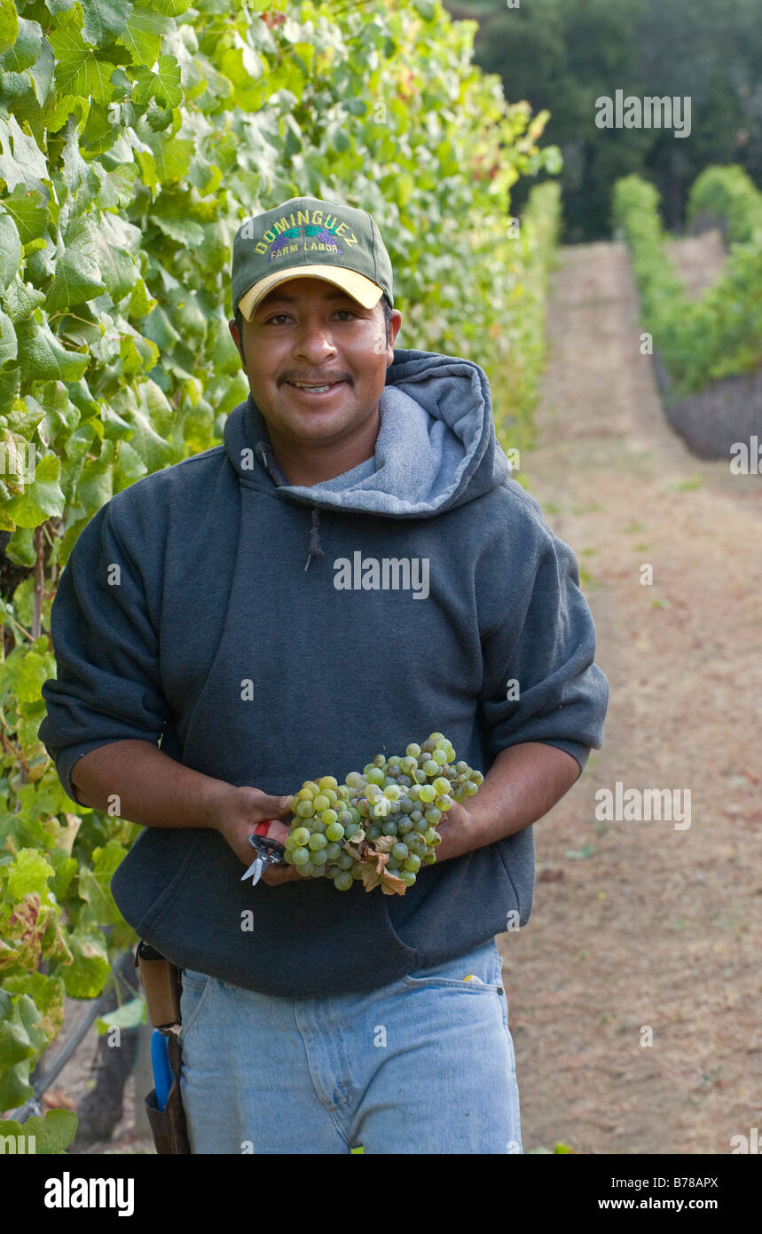 A farm worker picks SAUVIGNON BLANC grapes at JOULLIAN VINEYARDS CARMEL VALLEY CALIFORNIA MR Stock Photo