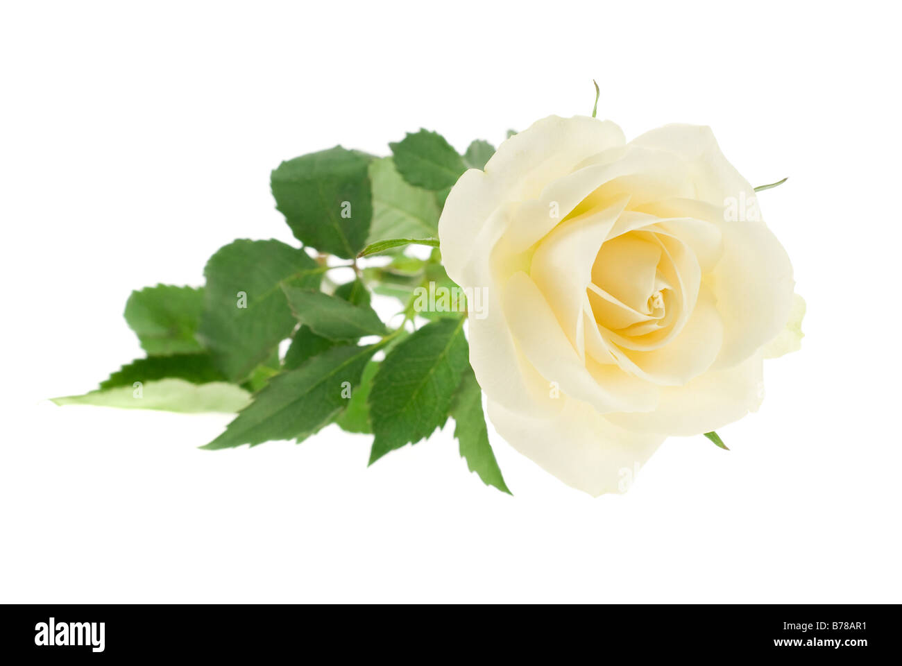 beautiful white rose isolated on a white background Stock Photo Alamy