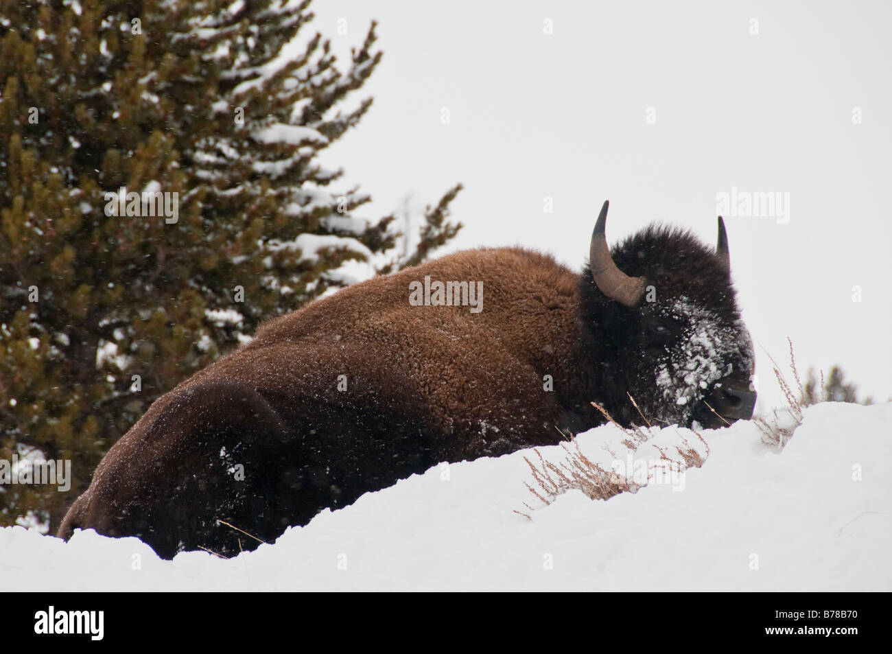 American bison [Bison bison] beside the road near Canyon Village, winter, Yellowstone National Park, Wyoming. Stock Photo