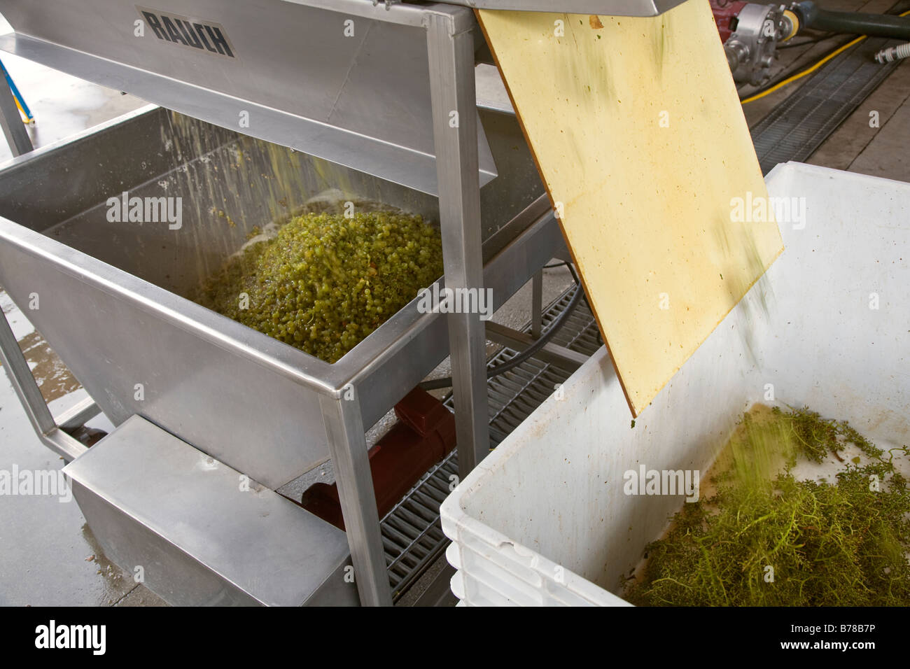 STEMS are removed from CHARDONNAY grapes in a mechanical CRUSHER at JOULLIAN VINEYARDS CARMEL VALLEY CALIFORNIA Stock Photo