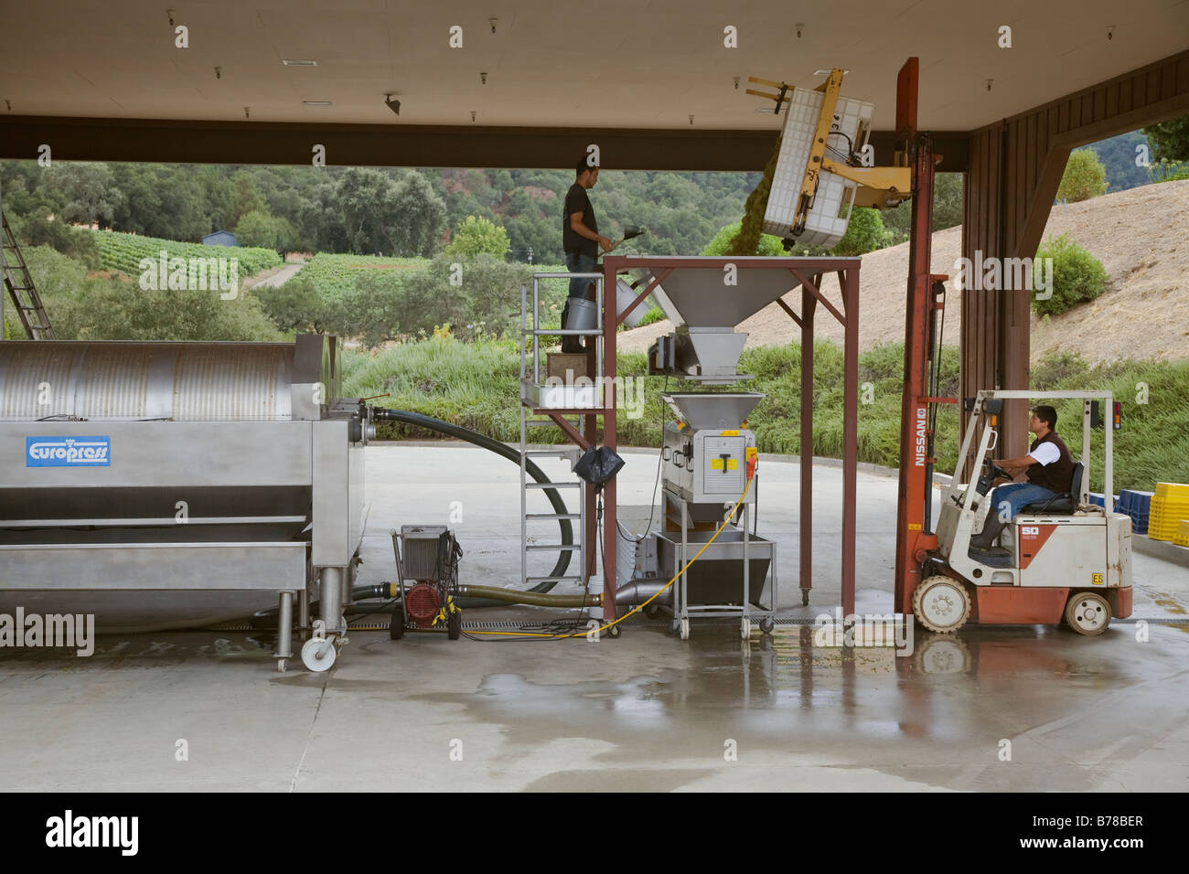 CHARDONNAY grapes are dumped into a CRUSHER and they pumped into a WINE PRESS at JOULLIAN VINEYARDS CARMEL VALLEY CALIFORNIA Stock Photo