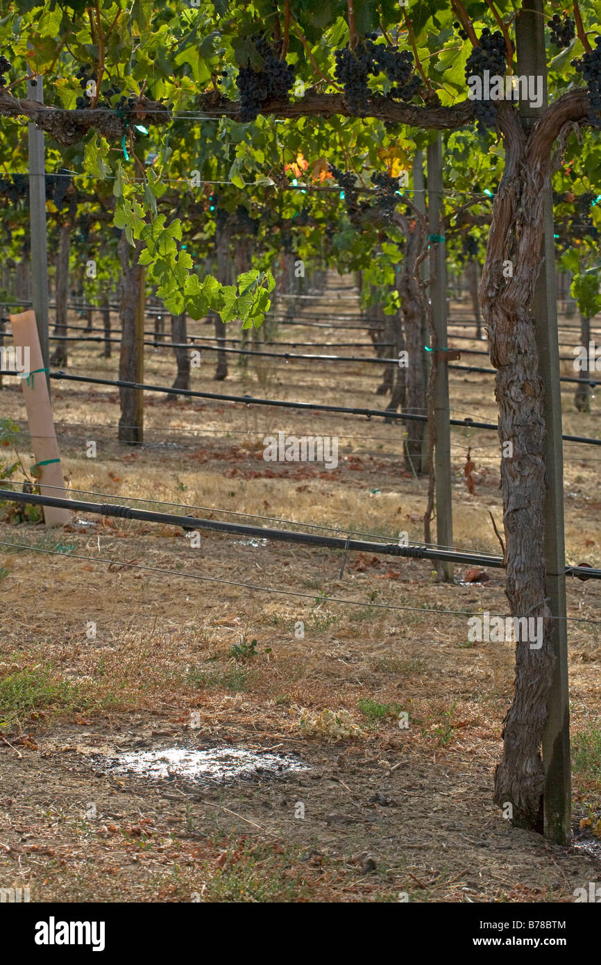 Drip irrigation helps save water at JOULLIAN VINEYARDS CARMEL VALLEY CALIFORNIA Stock Photo