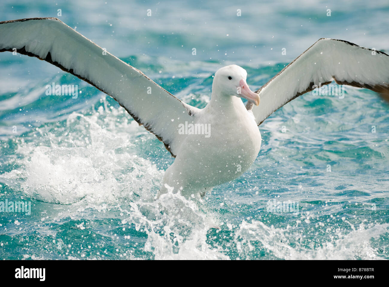 Southern Royal albatross (Diomedea epomophora) in flight, Kaikoura, New Zealand Stock Photo