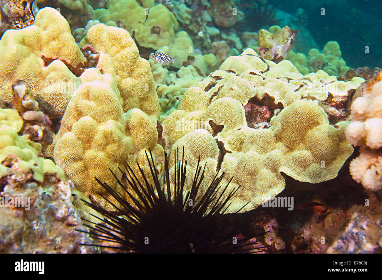 black banded urchin and boxfish on coral reef near maui hawaii Stock Photo