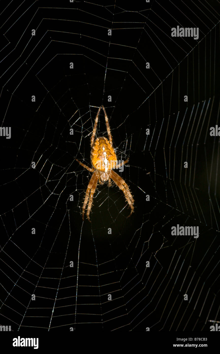 Common garden spider Araneus diadematus on web against black background ...