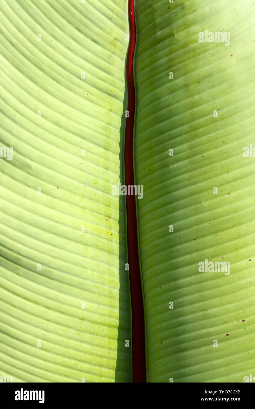 palm leaf showing structure of veins and cells banana Stock Photo