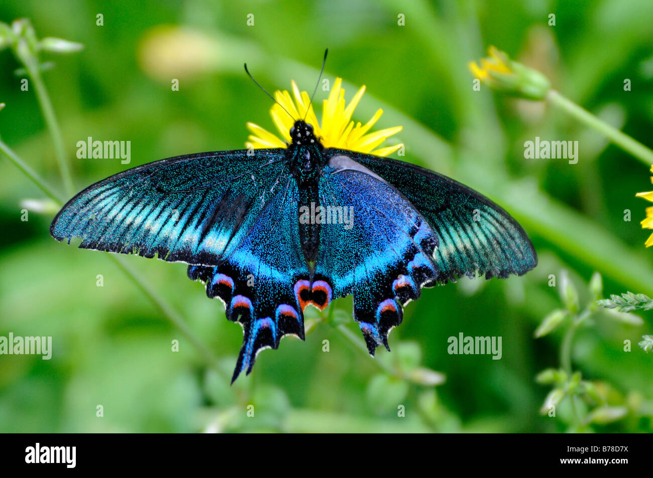 South Asia Butterfly Stock Photos & South Asia Butterfly Stock Images