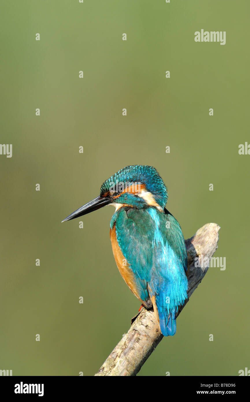 Single common kingfisher hi-res stock photography and images - Page 2 -  Alamy