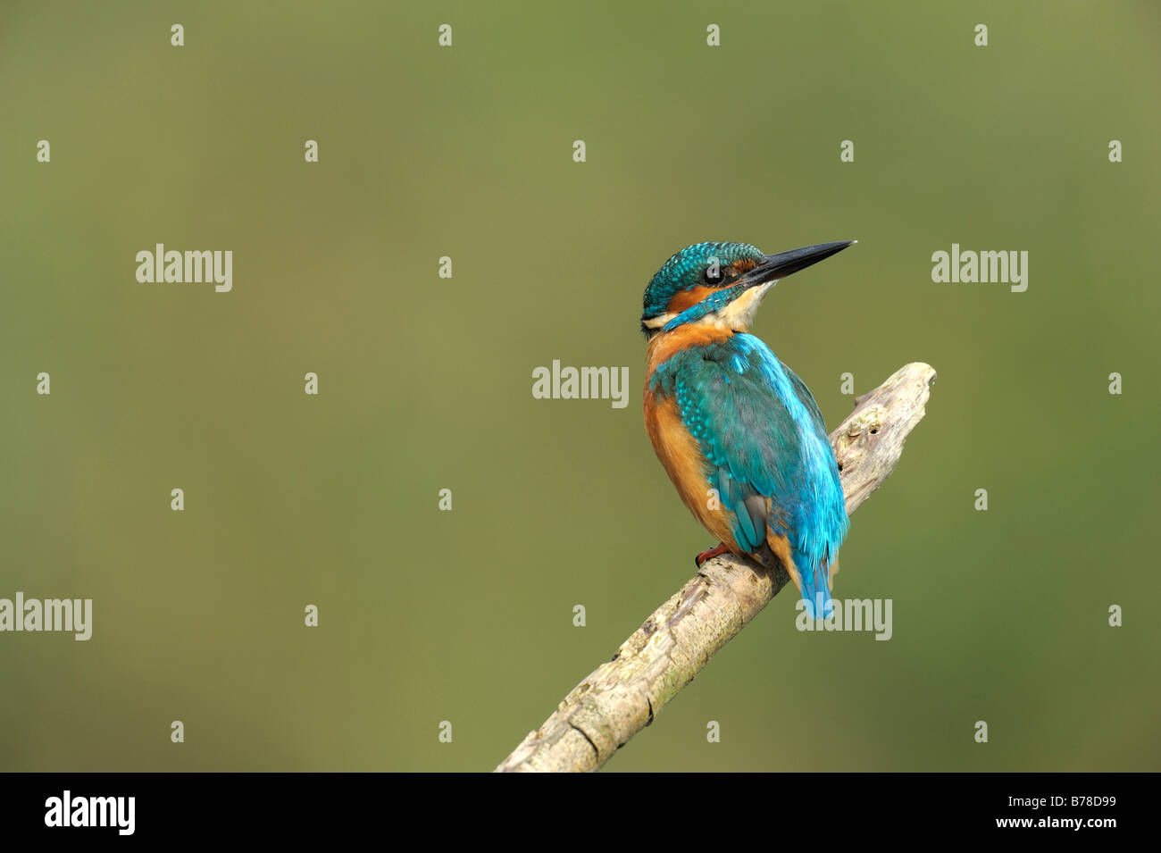 Common Kingfisher, also Eurasian Kingfisher or River Kingfisher (Alcedo atthis), The Netherlands, Europe Stock Photo