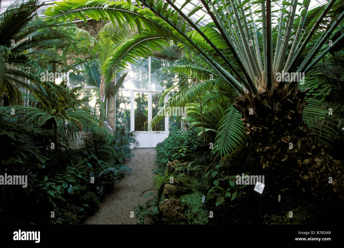 Palm glasshouse, Botanical Garden, Munich, Bavaria, Germany, Europe Stock Photo