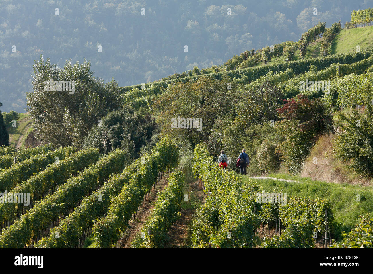 Vineyards near Spitz, Wachau, Waldviertel dictrict, Lower Austria, Europe Stock Photo