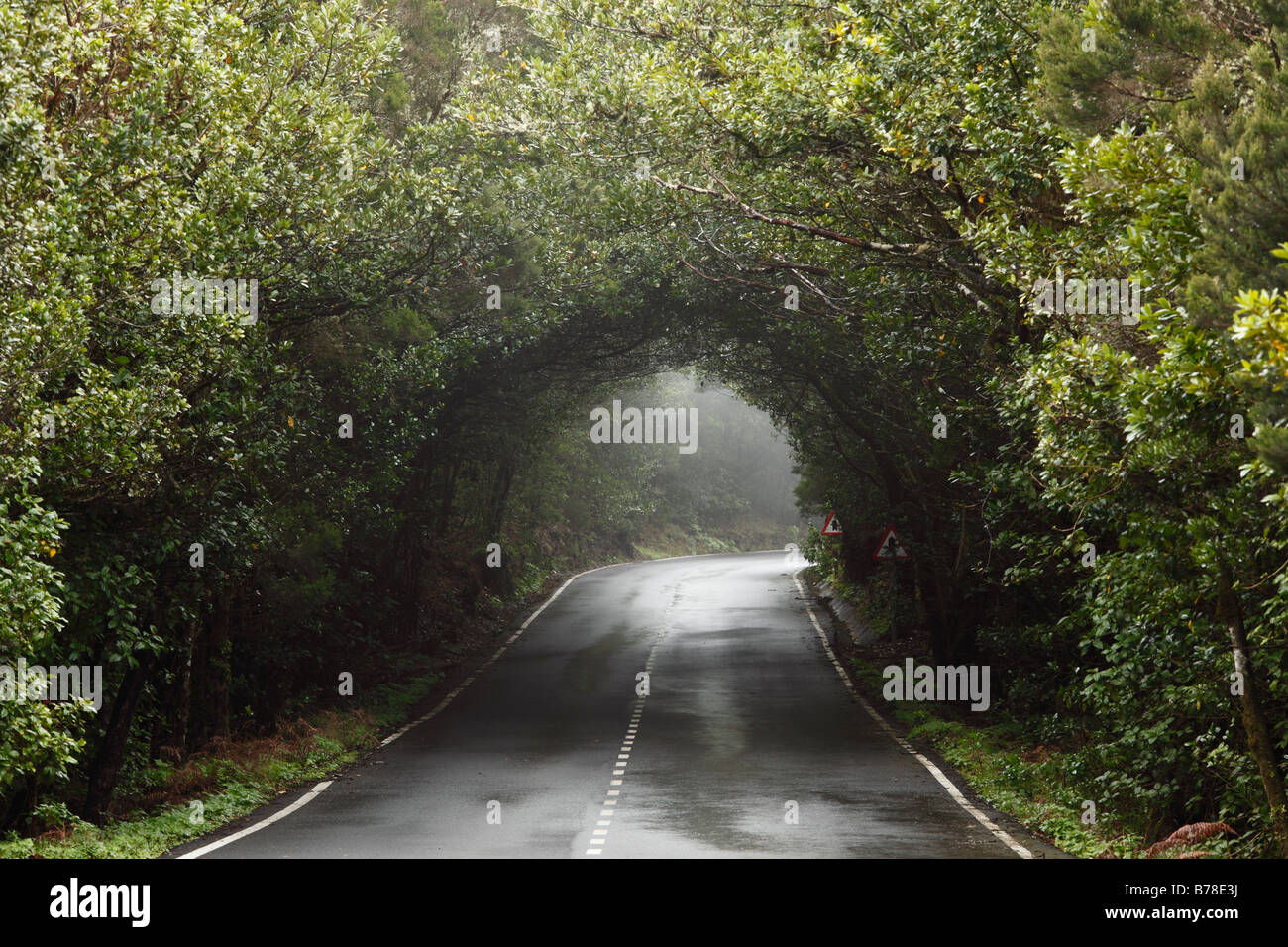 Road leading through a cloud forest, Garajonay National Park, La Gomera, Canary Islands, Spain, Europe Stock Photo