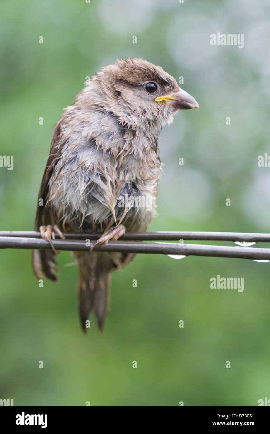 Sparrow fledgeling sitting under rain on strained steel wire Stock