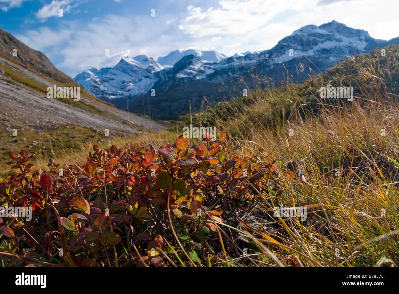 Alpine Bearberry (Arctostaphylos alpinus) in front of the Buendner Alps, Mt Diavolezza, 2978 m and Mt Piz Palue, 3905 m, Canton Stock Photo