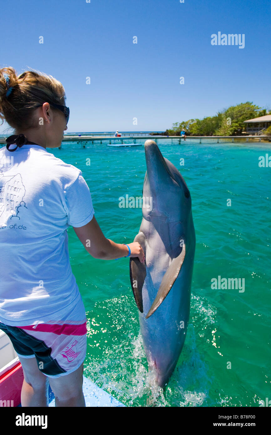 Dolphin trainer training a dolphin during a biology lesson in Anthony's Key Resort, Roatan, Honduras, Central America Stock Photo