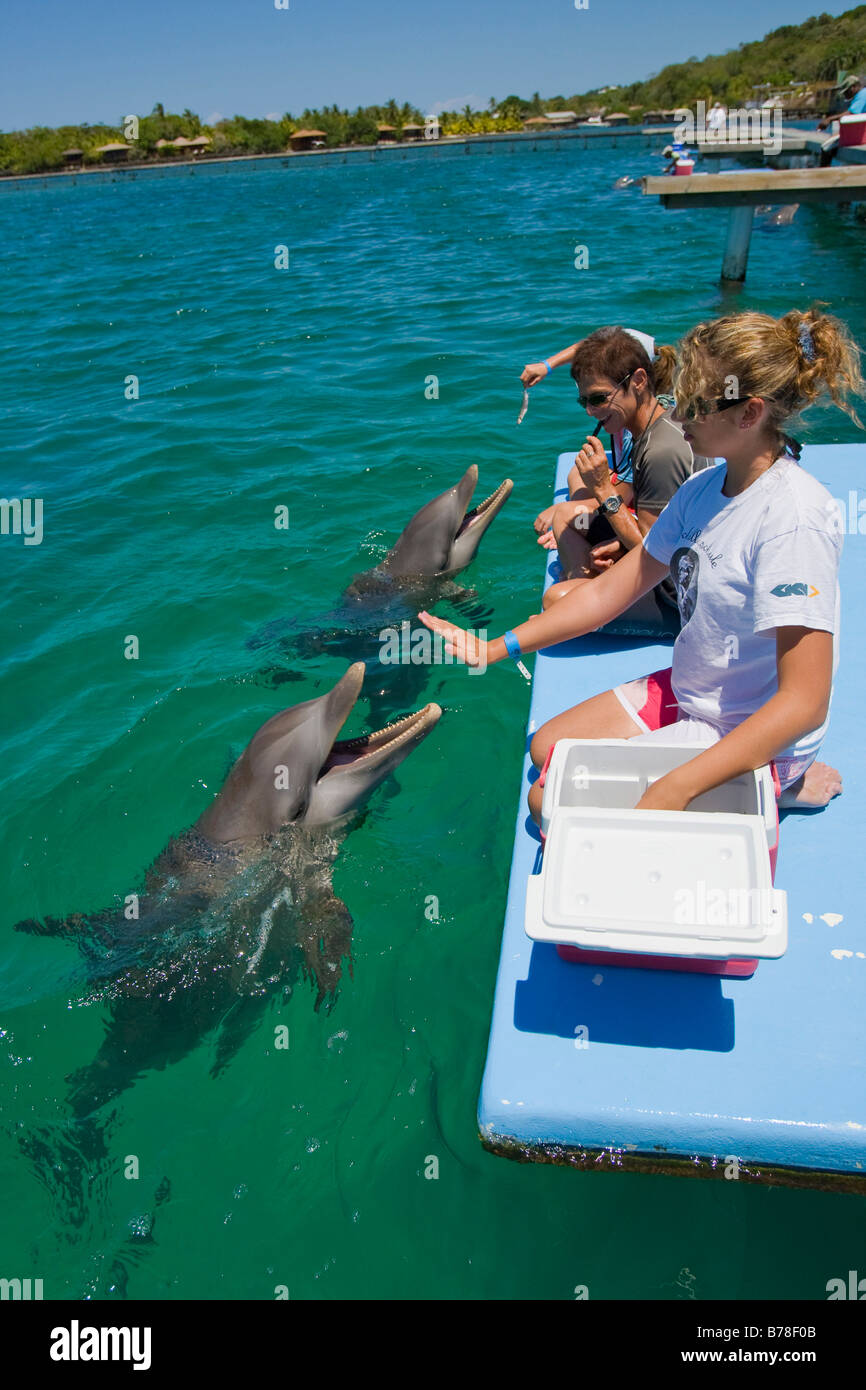 School children receiving a biology lesson from a dolphin trainer, Anthony's KSchool children ey Resort, Roatan, Honduras, Stock Photo