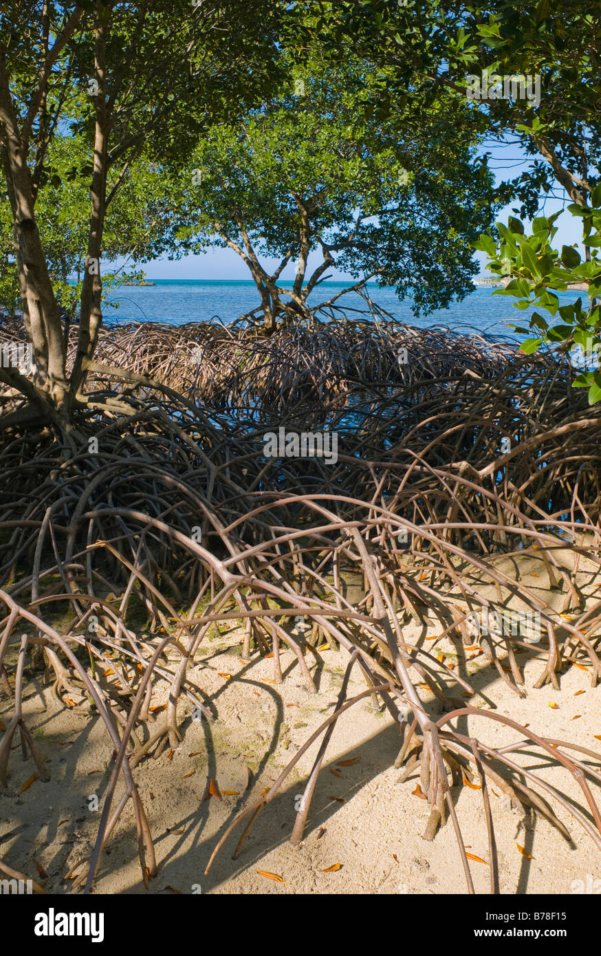Mangroves, Honduras, Caribbean, Central America Stock Photo