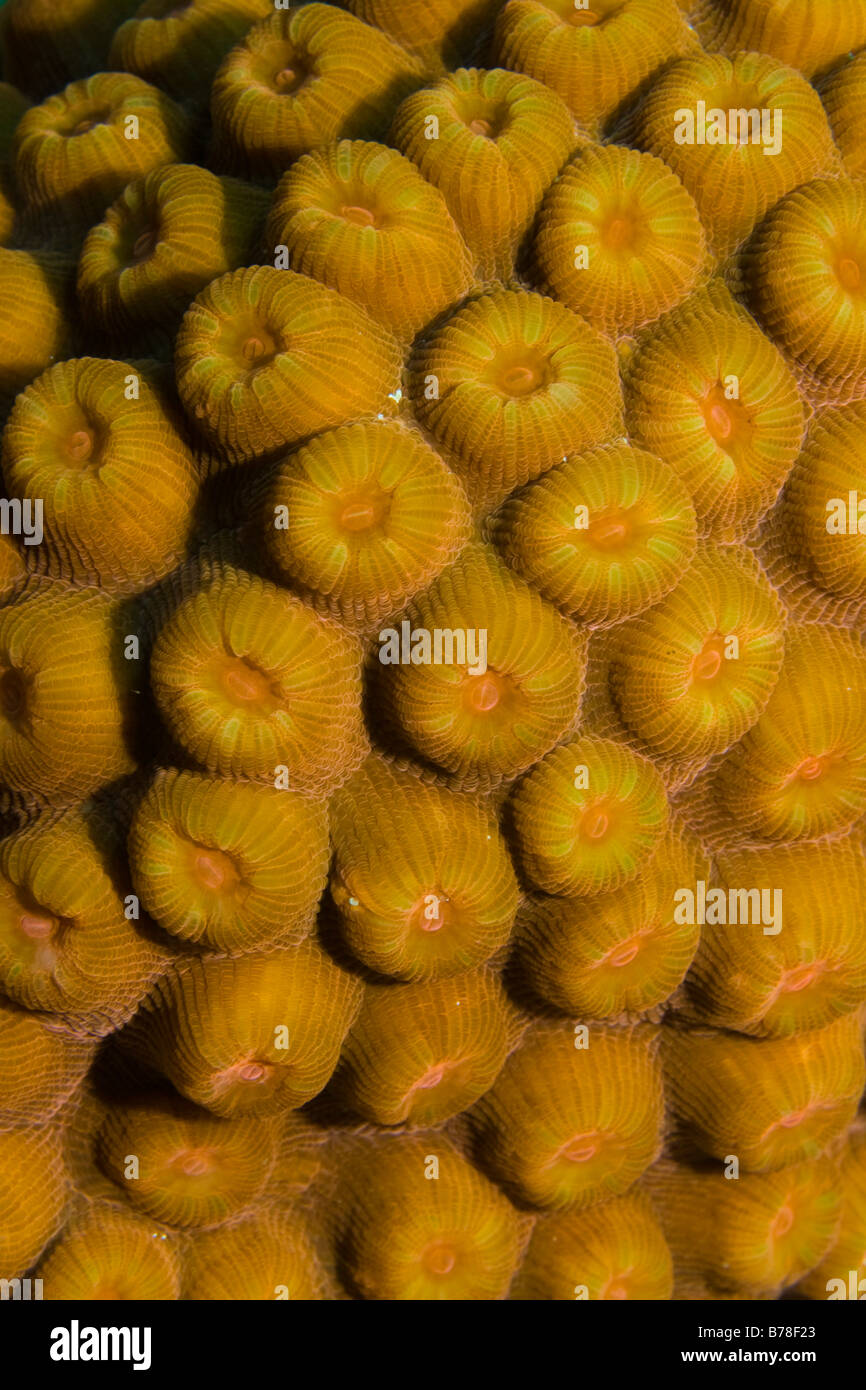 Favia Coral (Favia sp), with budding polyps, Roatan, Caribbean, Central America Stock Photo