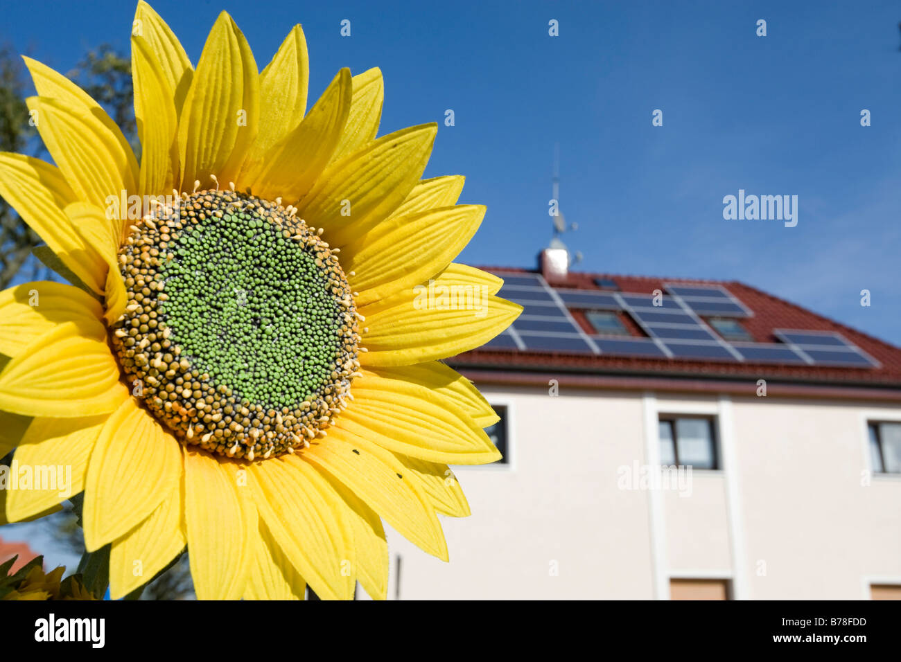Renewable energy, house with solar plant on the roof, sunflower next to