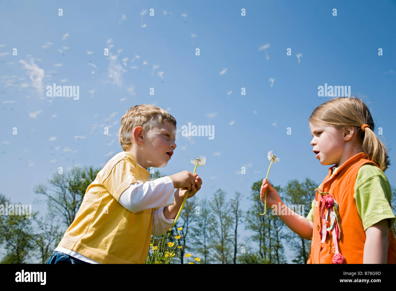 Boy, 3 years, and girl, 4 years, blowing blowballs, dandelion seeds (Taraxacum officinale), Switzerland, Europe Stock Photo