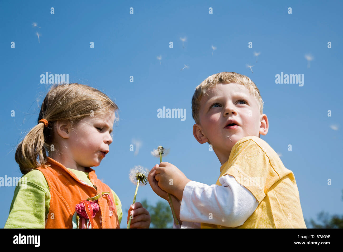 Boy, 3 years, and girl, 4 years, blowing blowballs, dandelion seeds (Taraxacum officinale), Switzerland, Europe Stock Photo