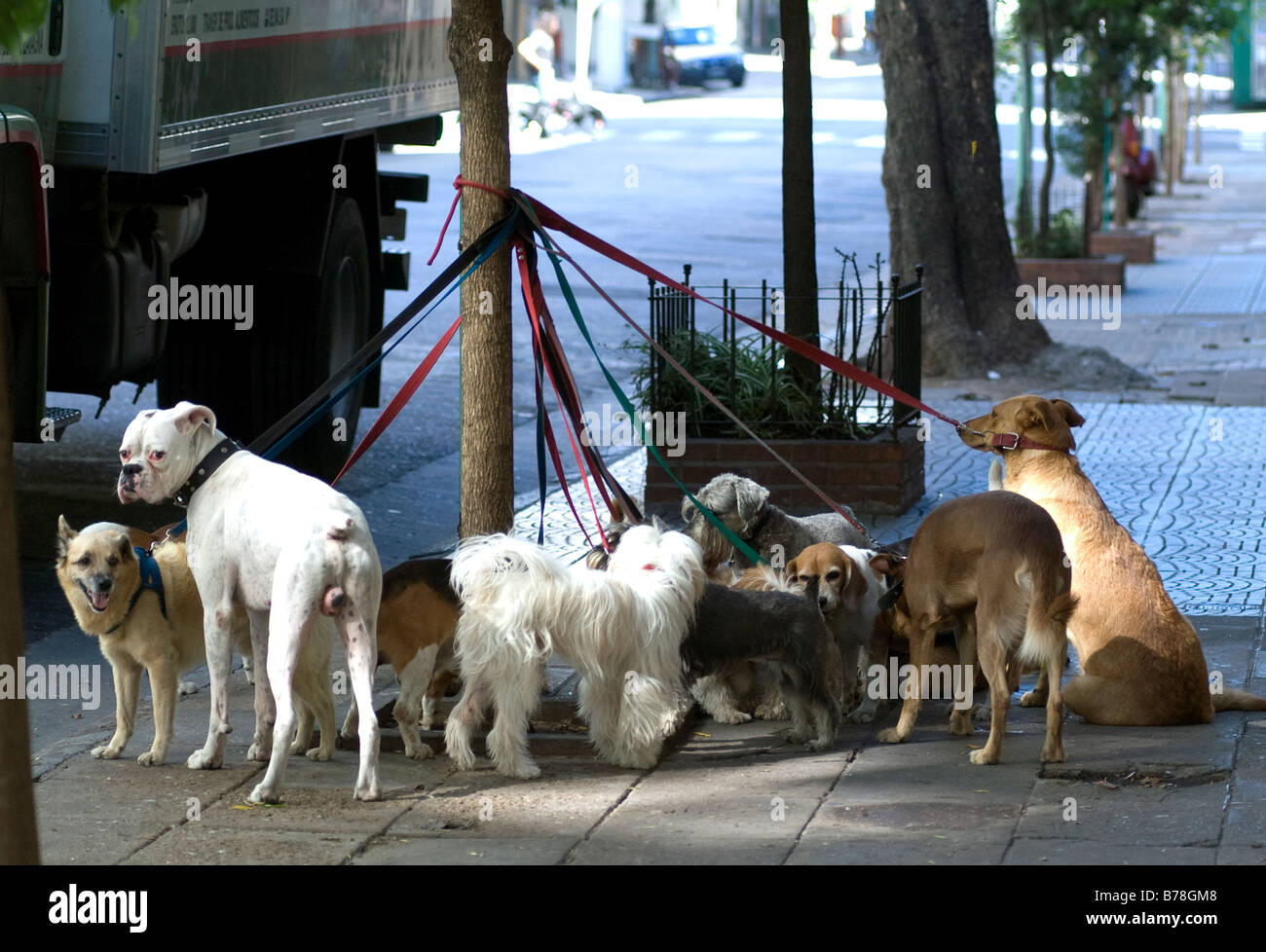Dog tied up hires stock photography and images Alamy