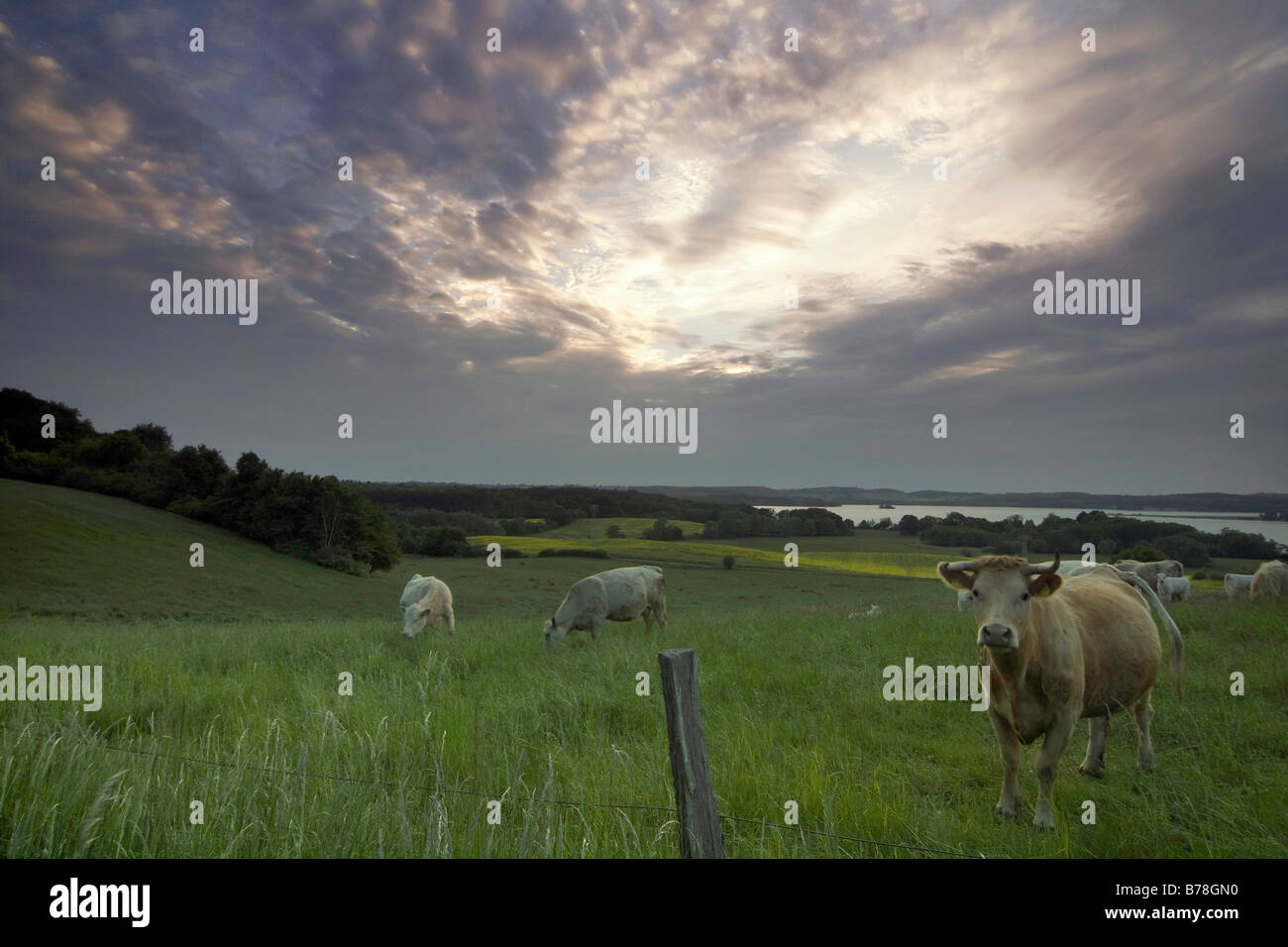 Cows on a pasture by Lieps lake, Usadel, Mecklenburg-Western Pomerania, Germany, Europe Stock Photo