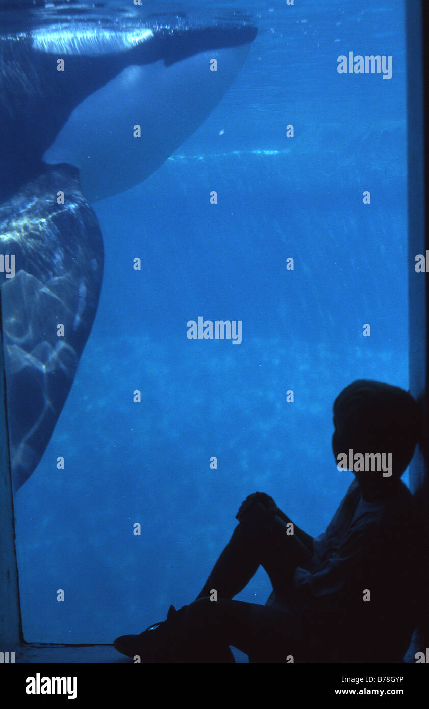 Killer Whale and boy watching Vancouver Aquarium Vancouver B.C. Canada  Stock Photo - Alamy, image size:841x1390