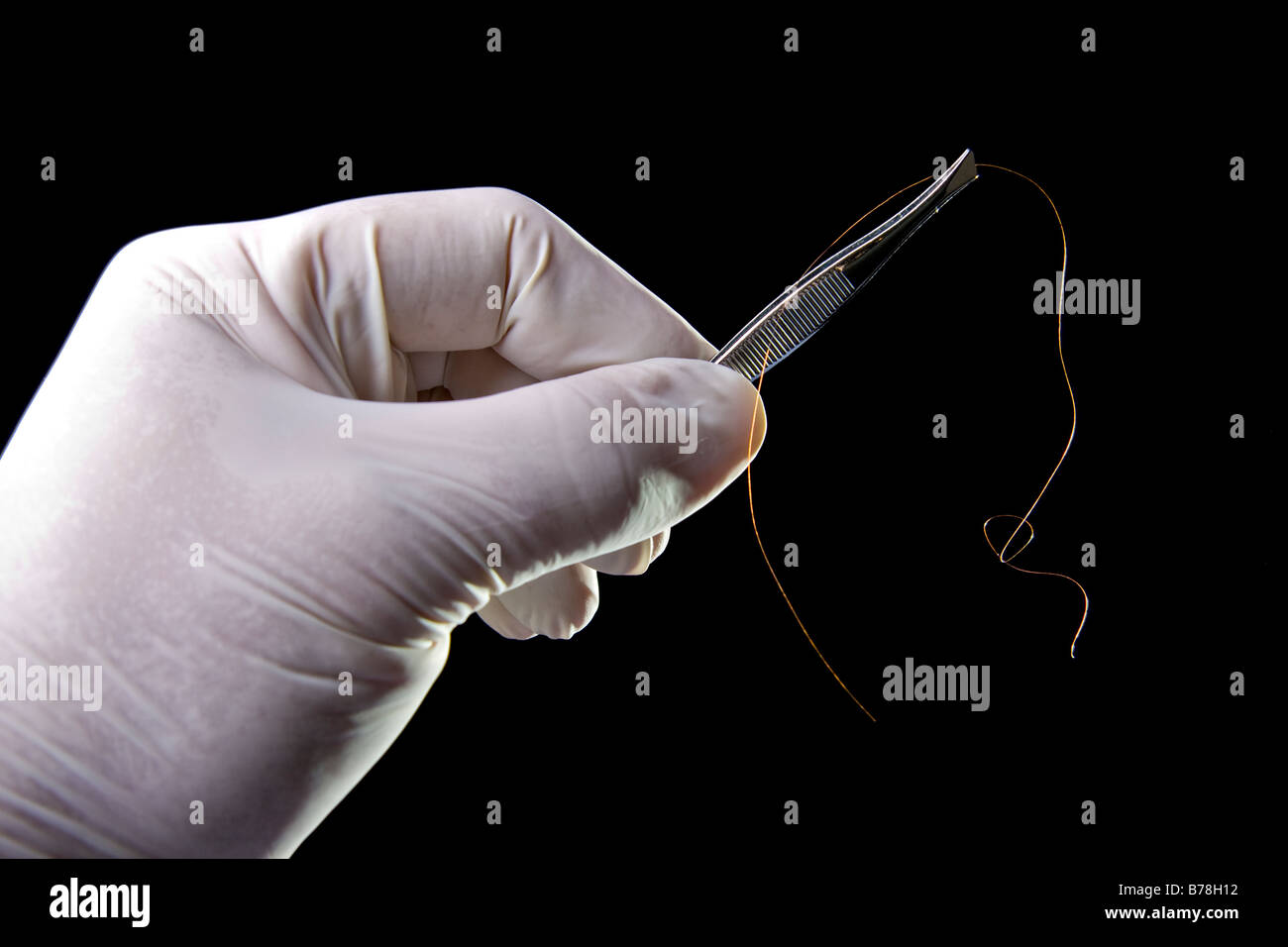 A gloved hand holds a pair of tweezers gripping a single hair Stock Photo -  Alamy