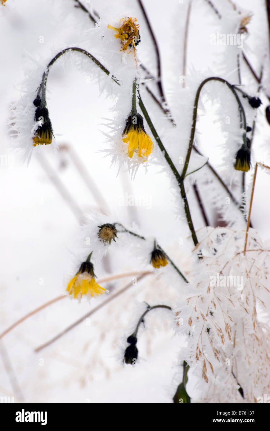Switzerland, Allgaeu, Onset of winter, frozen flowers Stock Photo