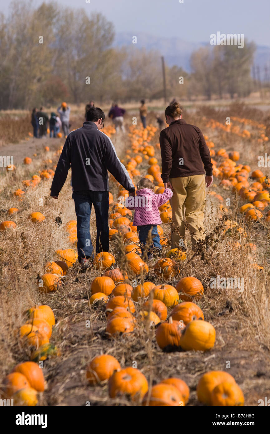 A family walking in a pumpkin patch in Fallon Nevada Stock Photo