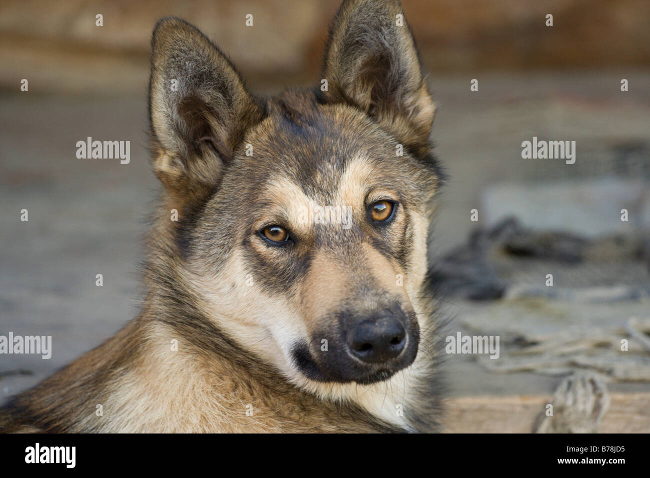 Laika Puppies East Siberian Russian Laika How To Train A East