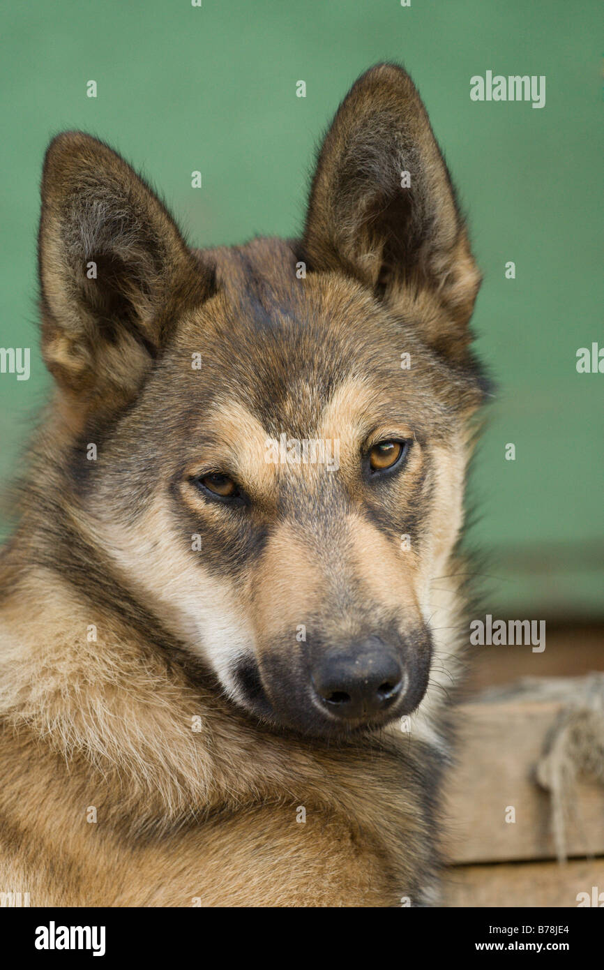 Hound dog - Siberian Laika Stock Photo 