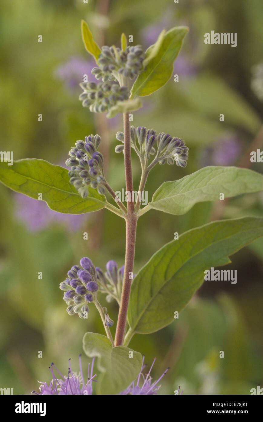 Plant Inventory At 20 Timothy Caryopteris X Clandonensis Blue