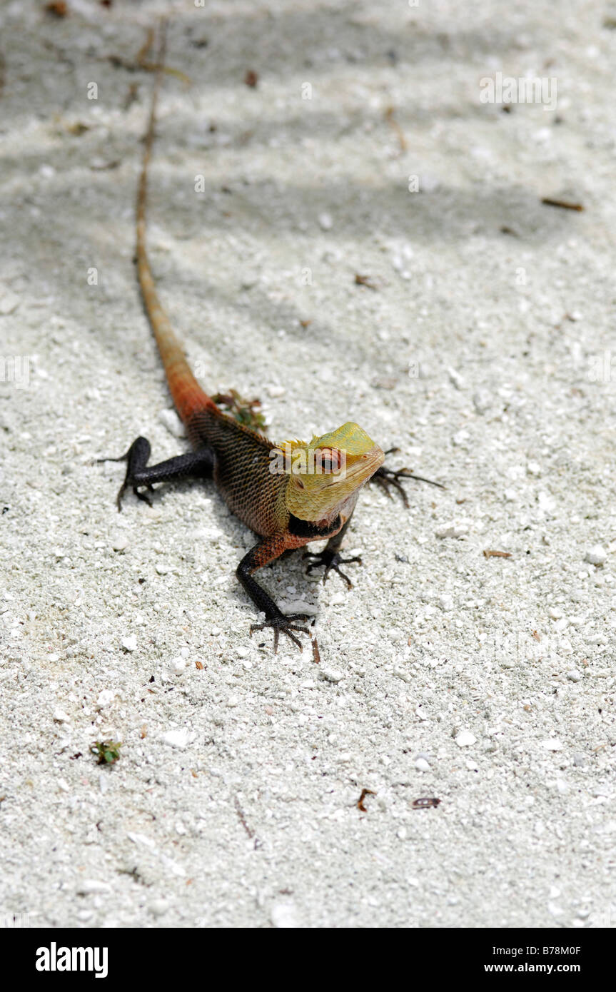 Iguana (Iguanidae), Baros Resort, The Maldives, Indian Ocean Stock Photo