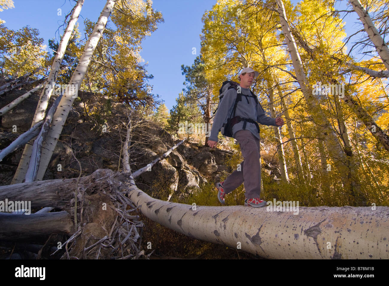 A man hiking in the mountains crossing a log over a stream and yellow aspen trees in the fall in Lundy Canyon California Stock Photo