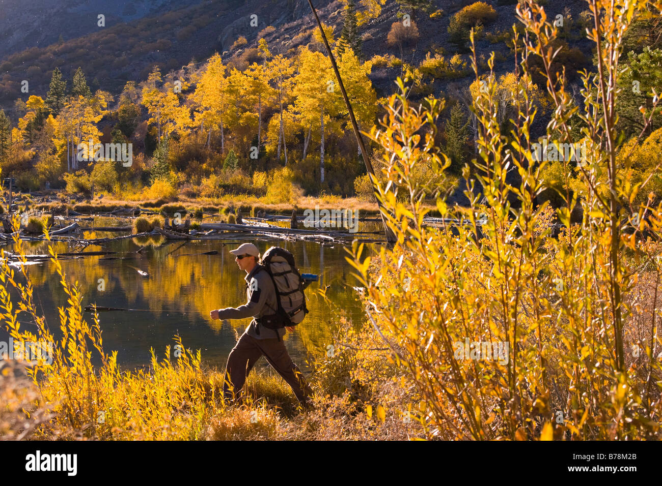 A man hiking in the mountains by a pond and yellow aspen trees in the fall in Lundy Canyon California Stock Photo