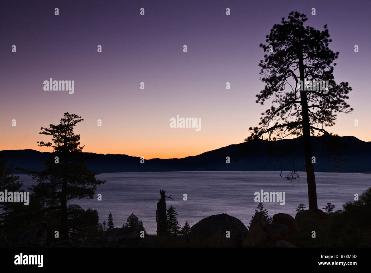 Sugar pines and reflections on Lake Tahoe in California at dawn Stock Photo