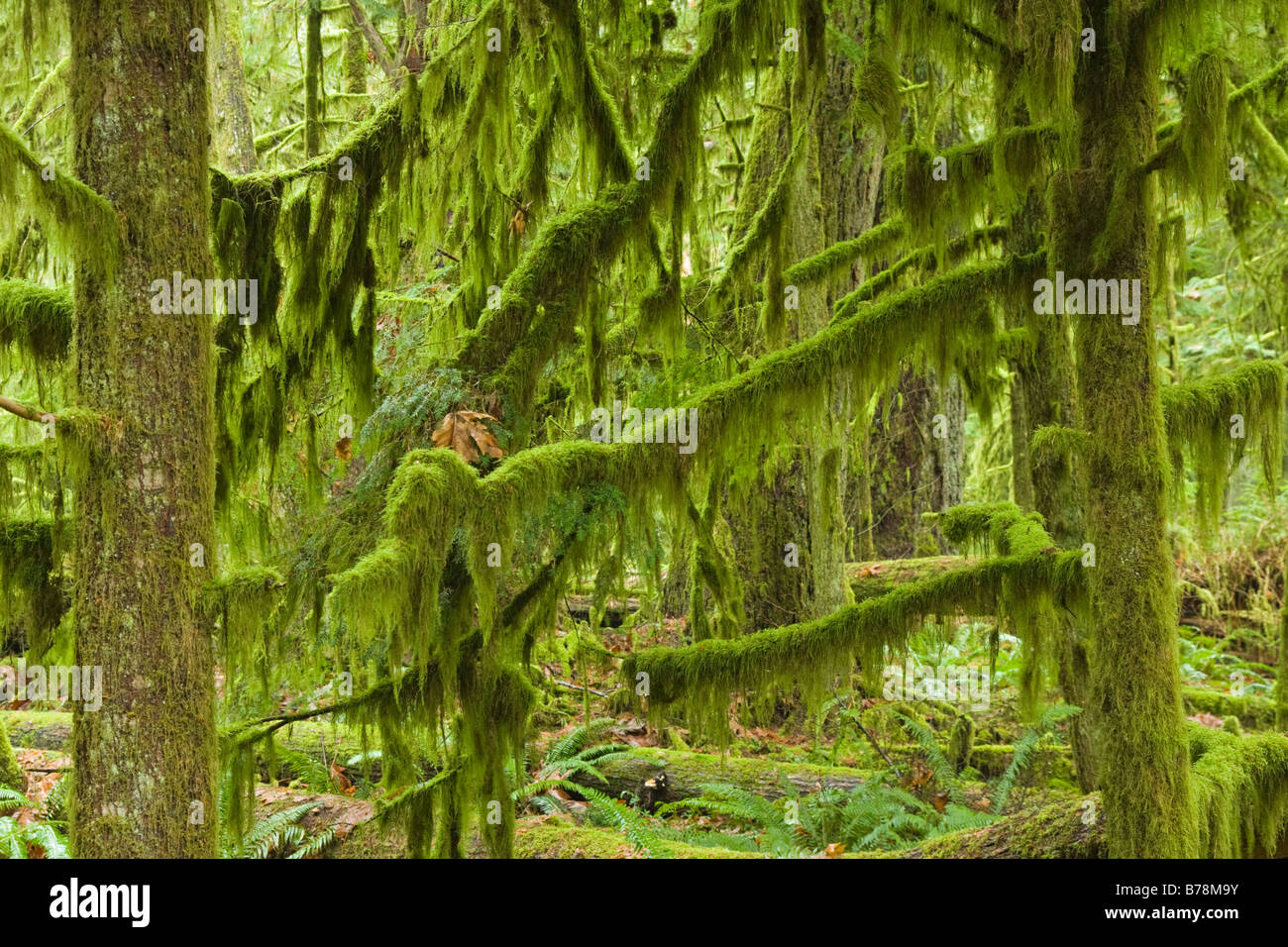 A rainforest on Vancouver Island in British Columbia in Canada Stock Photo