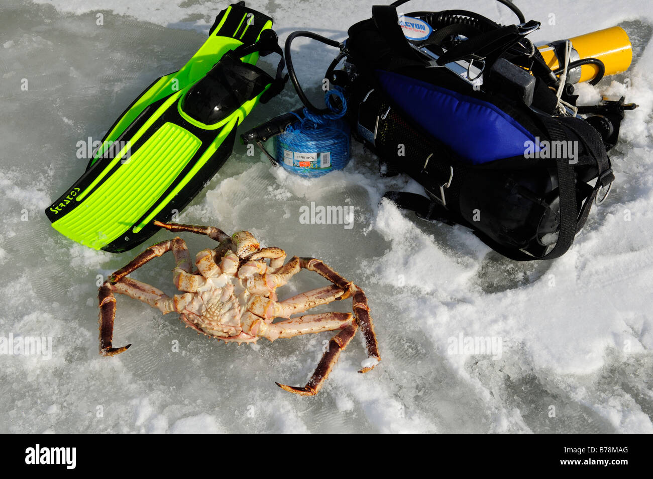 Scuba dive in the fjord for king crabs, Kirkenes, Finnmark, Lapland, Norway, Scandinavia, Europe Stock Photo