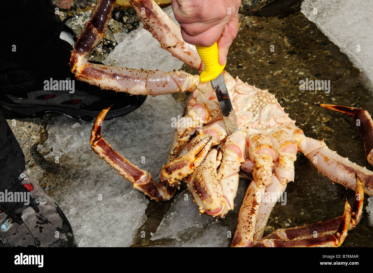 Captured king crab after dive in the fjord, Kirkenes, Finnmark, Lapland