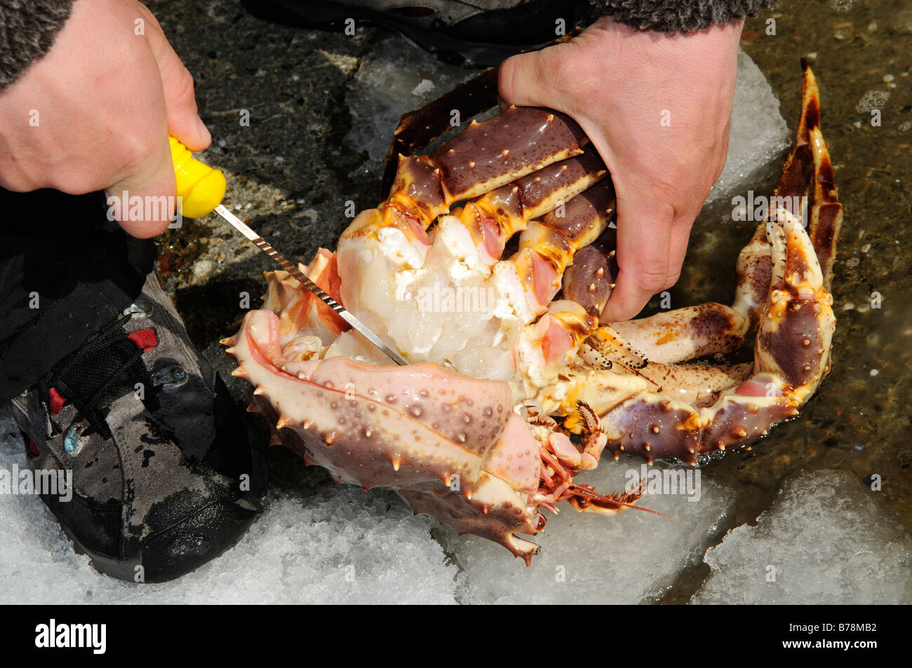 Captured king crab after dive in the fjord, Kirkenes, Finnmark, Lapland