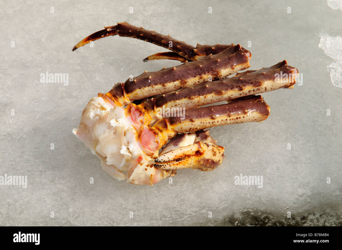 Captured king crab after dive in the fjord, Kirkenes, Finnmark, Lapland