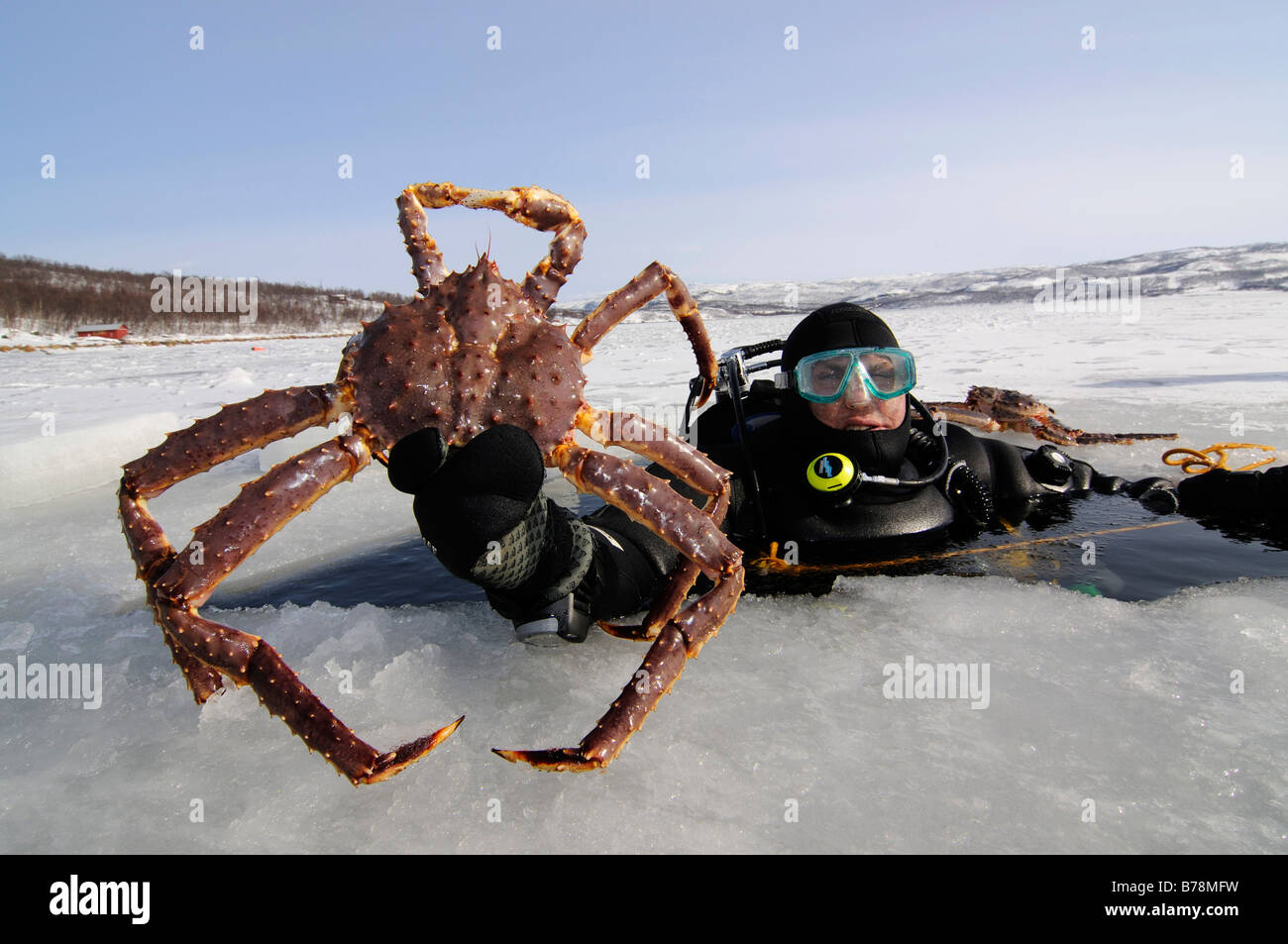 Norway king crabs hires stock photography and images Alamy