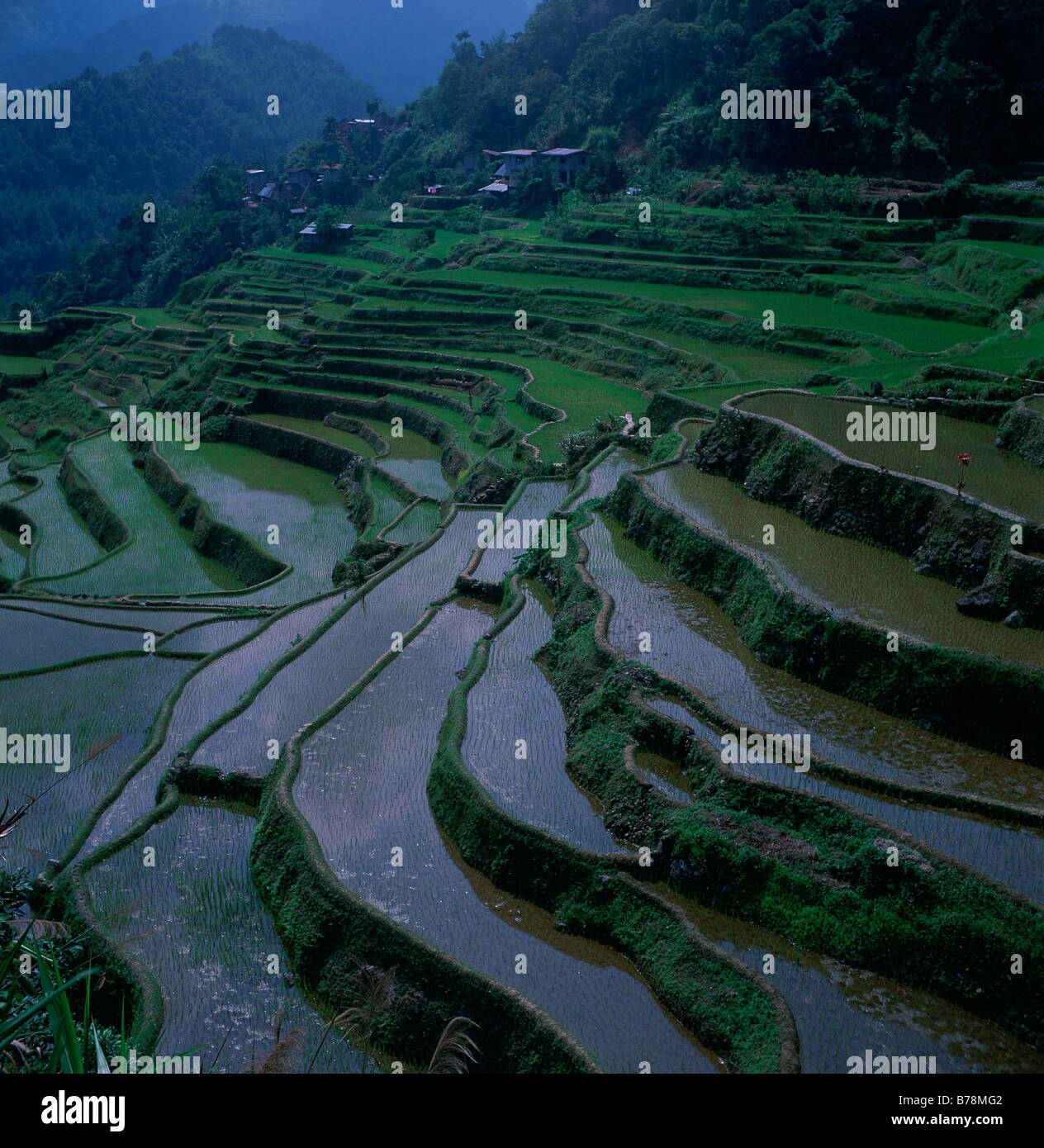 Aerial view of rice terraces in the Philippines Stock Photo - Alamy