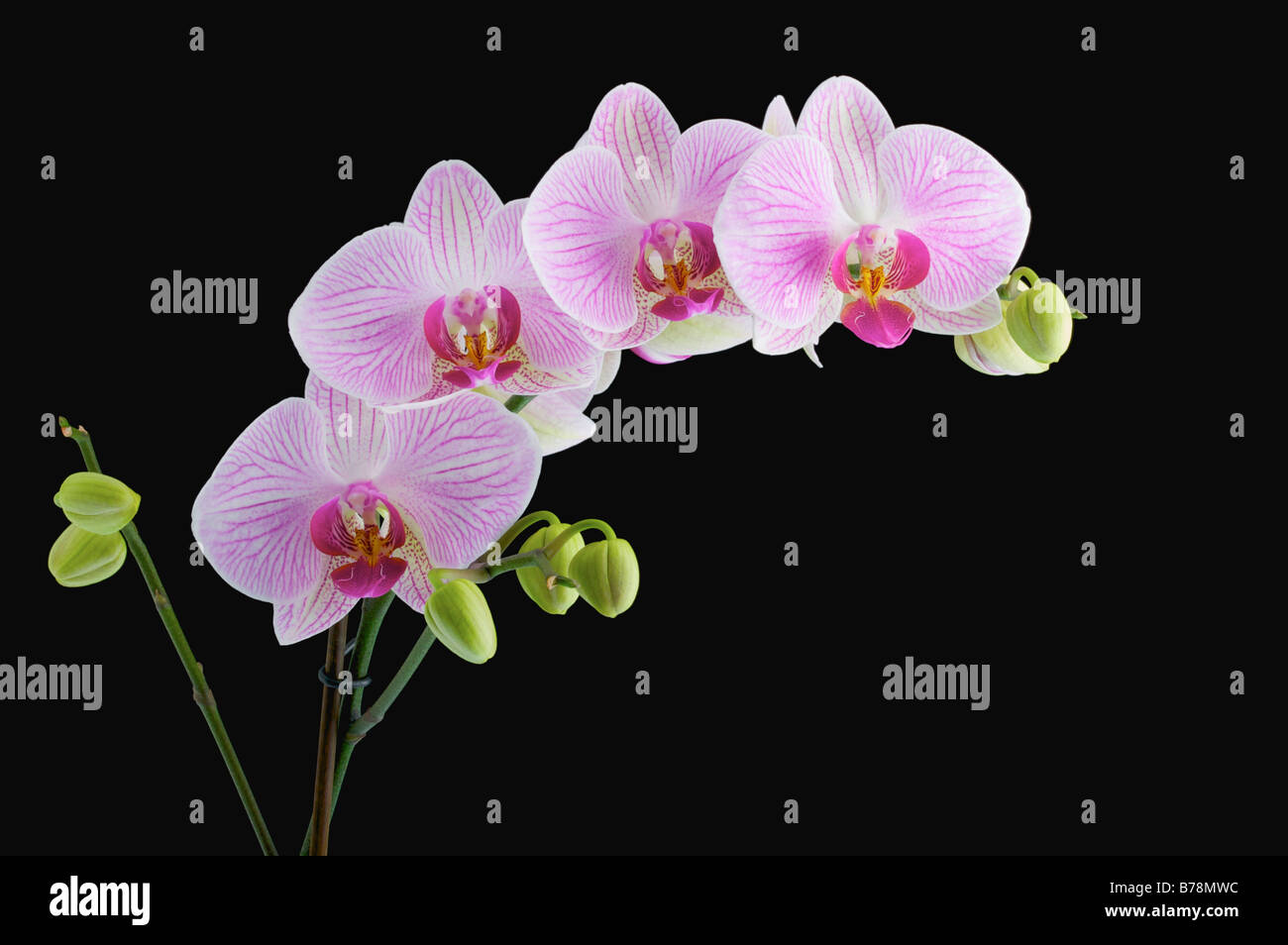 Phalaenopsis Orchid or moth orchid pink flowering plant full heads mothers day gift poster lovers plant black background Stock Photo