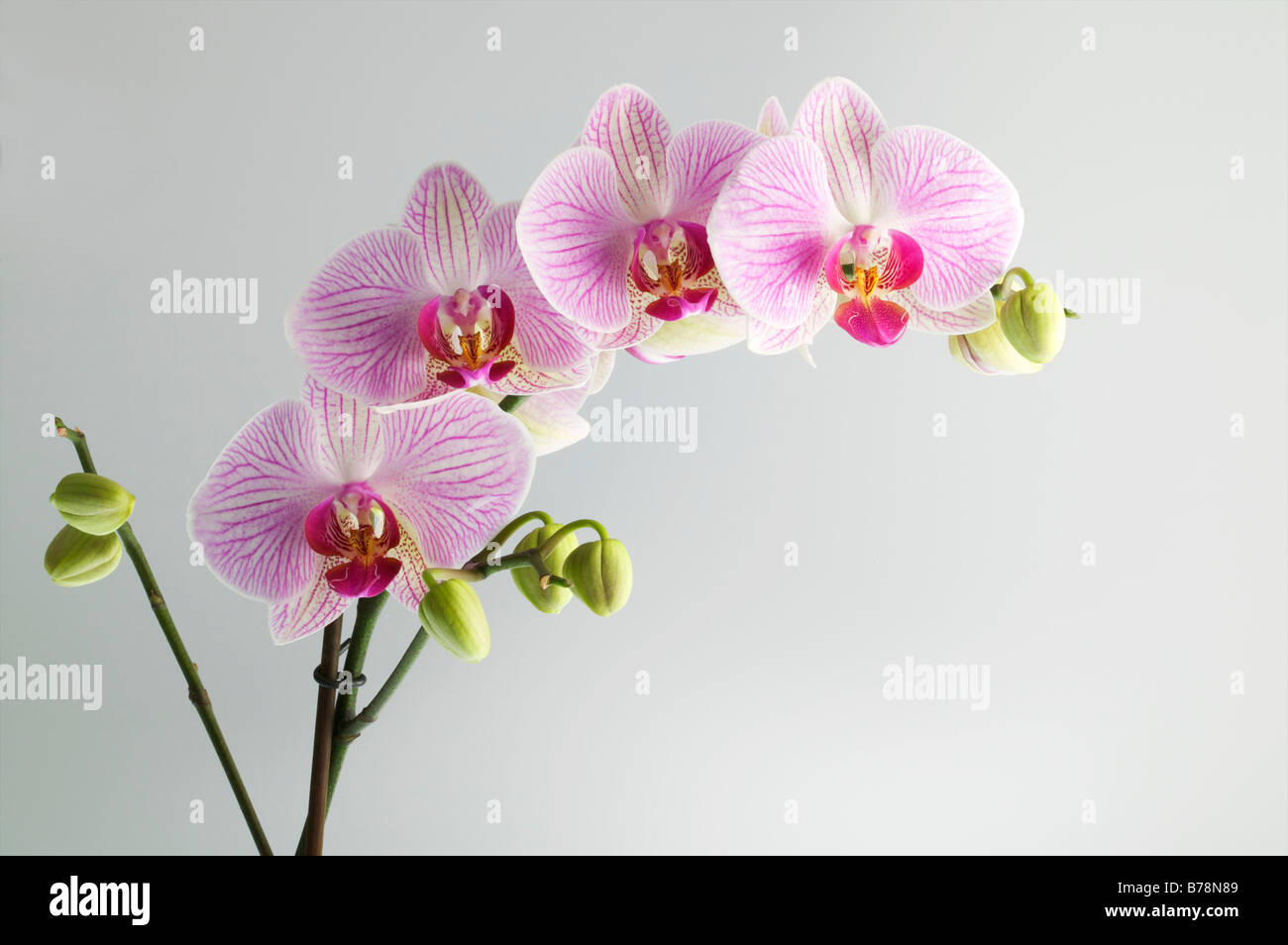 Phalaenopsis Orchid or moth orchid pink flowering plant full heads mothers day gift poster lovers plant Stock Photo