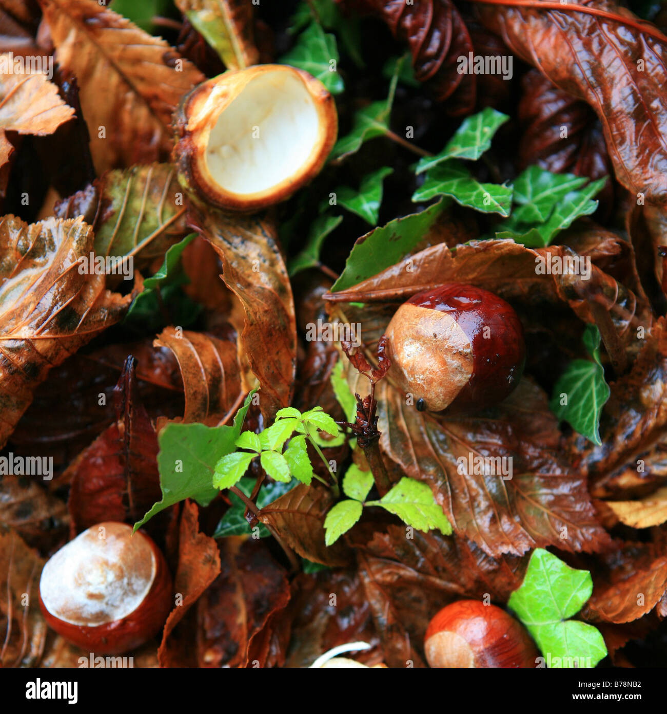 Conkers (horse chestnuts) among the fallen leaves on a wet autumn day in England. Stock Photo