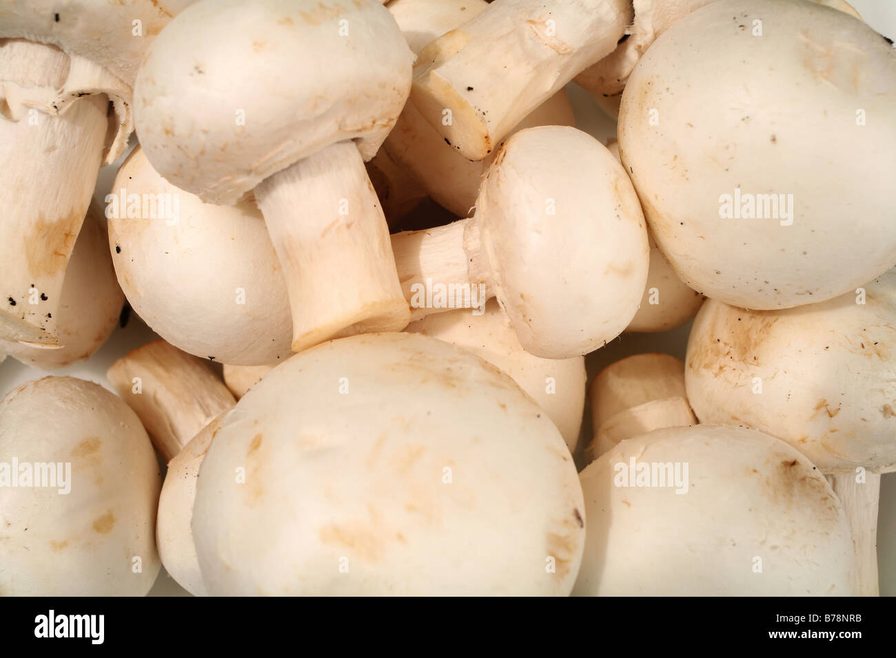 Fresh Button Mushrooms Shot On Canon 5d With Zeiss Flektogon 35mm F2 4 F16 Stock Photo Alamy