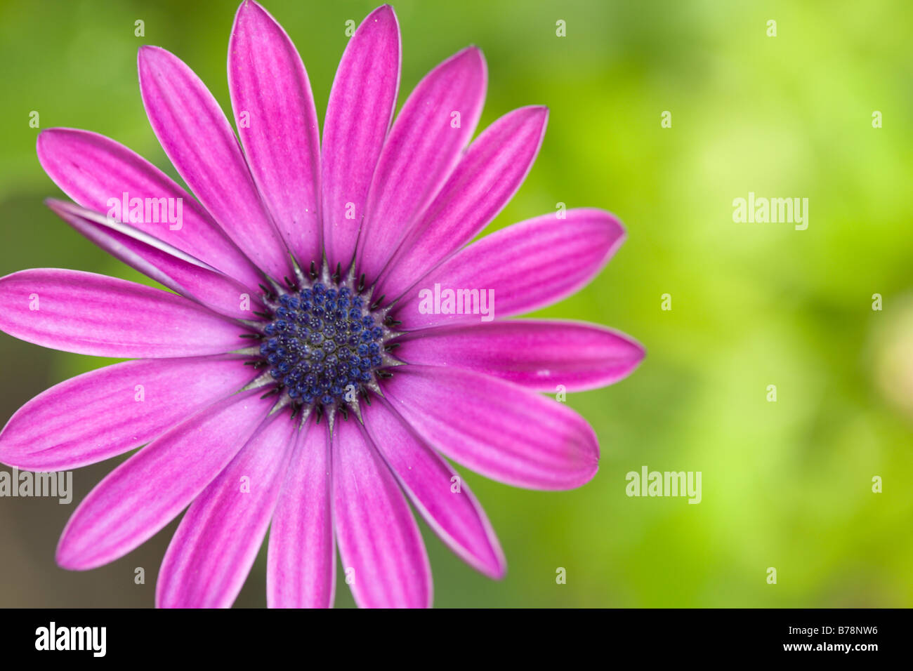 Flower of Osteospermum Sunny Series Mary Stock Photo
